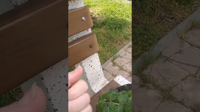 Болгария. Бургас. Апрель, сирень, слива, помидоры, мандарины. +24 в тени. смотреть онлайн