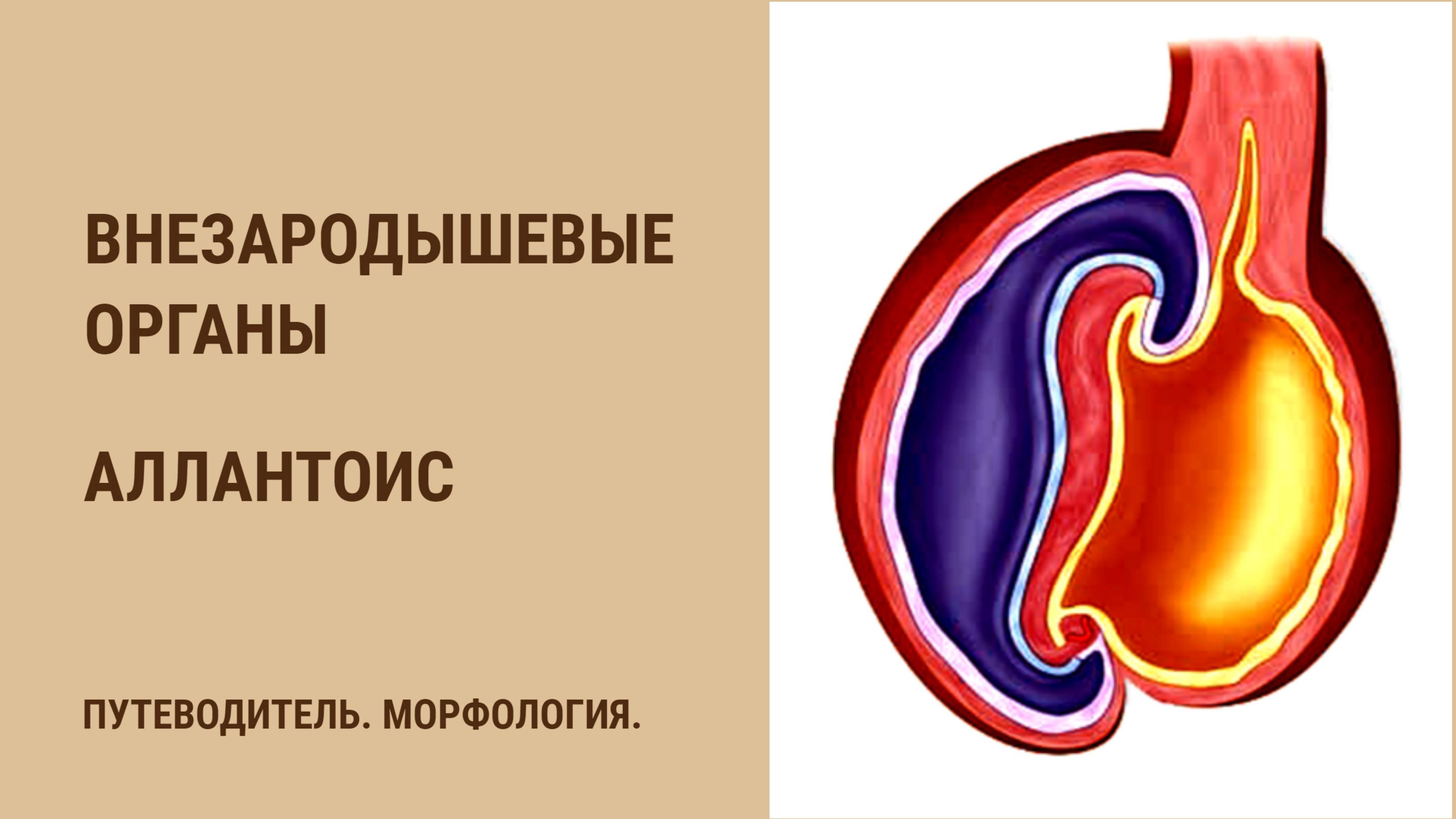 Внезародышевые органы. Аллантоис смотреть онлайн