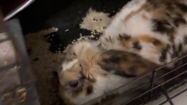 Заяц и хомяк смотреть онлайн