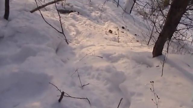 Подробный отчет о снегоступах TSL