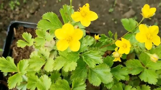 Почвопокровник вальдштейния тройчатая - цветет, выходит из под снега зеленой, растет в тени. смотреть онлайн