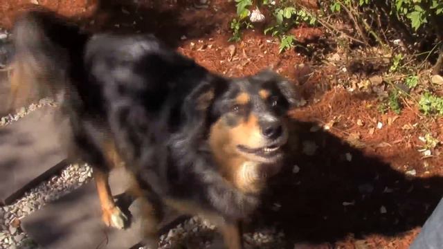 Easy, Dog Trick: How to Teach your Dog to Speak or Bark When you Ask. смотреть онлайн