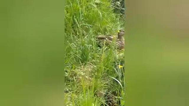 фильм75.Крот слепыш и утка смотреть онлайн