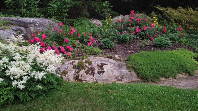 Astilbe and carpet roses смотреть онлайн