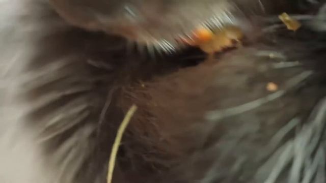 10 Animals That Could Defeat A Python смотреть онлайн