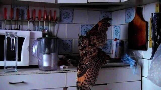 Домашняя ушастая сова Снопа.MOD смотреть онлайн