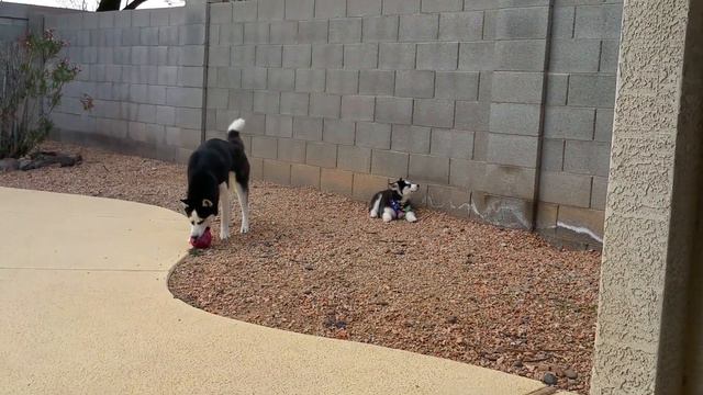 Bella смотреть онлайн