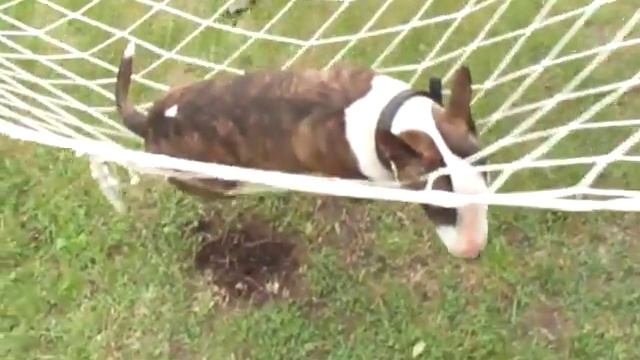 Суровый пес балдеет в гамаке смотреть онлайн