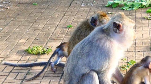 Very Hard To See Poor Mother Malika Slaps Baby Monika, Monika Falls To The Lower Place смотреть онлайн