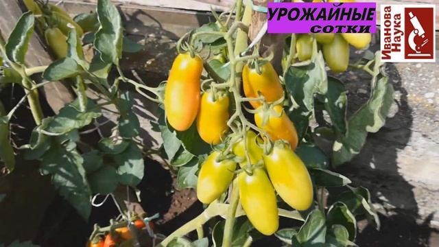 Обзор томатов открытого грунта. Что понравилось, а что и не очень. смотреть онлайн