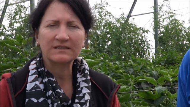 Перец сладкий для защищенного грунта. смотреть онлайн