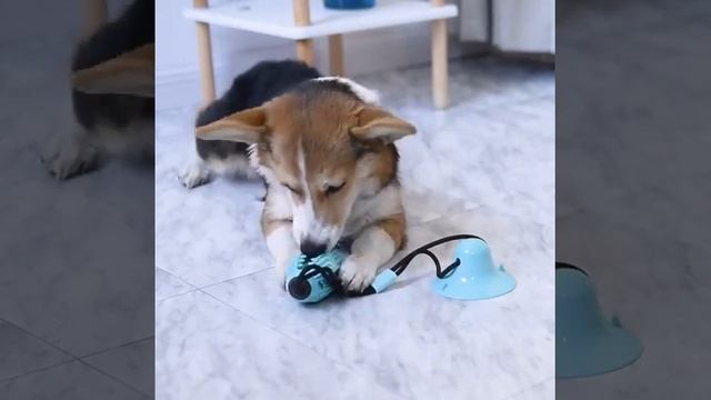 Multifunctional Pet Molar Bite Toy Interactive Fun Pet Leakage Food Toys With Suction Cup Dog смотреть онлайн
