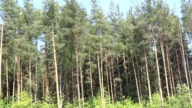 Птички поют, забор чинят - дачный шум. смотреть онлайн