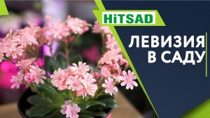 Левизия в Саду  Посадка и Уход  Советы От Хитсад ТВ
