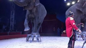 Цирк Кобзов. Номер со Слонами