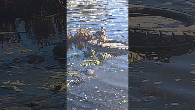 подсматривают за тем как я ловлю #окуня на #спиннинг смотреть онлайн