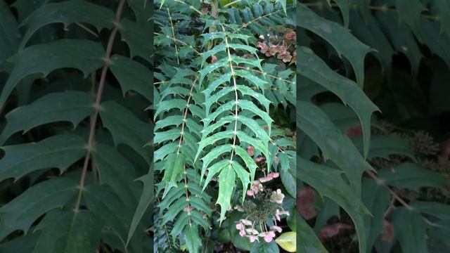 Mahonia (Mahonia aquifolium) - leaves - October 2017 смотреть онлайн