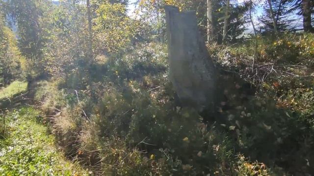 Збираємо трепетівці (червоноголові) в Карпатах! ? ? ? жовтень 2023р. смотреть онлайн
