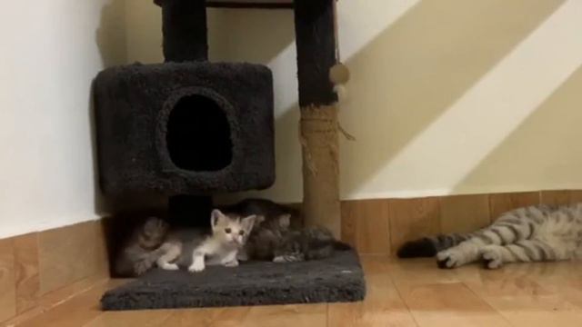 Самые смешные животные 😂 Приколы с котами и собаками 2023 😺🐶 Часть 3 смотреть онлайн