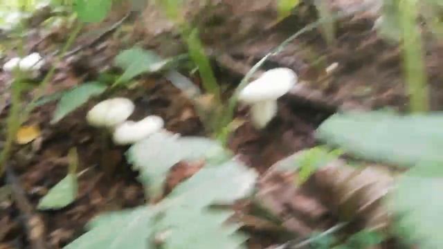 Дубовые грузди 2023 смотреть онлайн