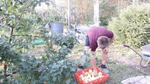 Яблоня Розовый налив) Сбор урожая) Каким оно выросло ?)