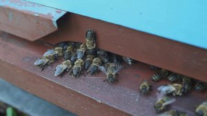 Пчелы гонят трутня