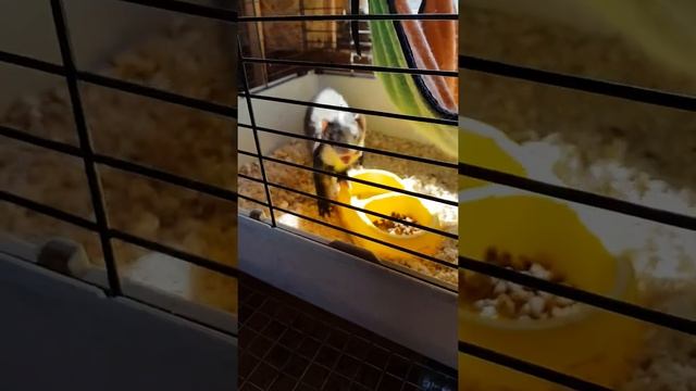 В зоопарке, хорки, зайчики,шиншилла, белка. смотреть онлайн