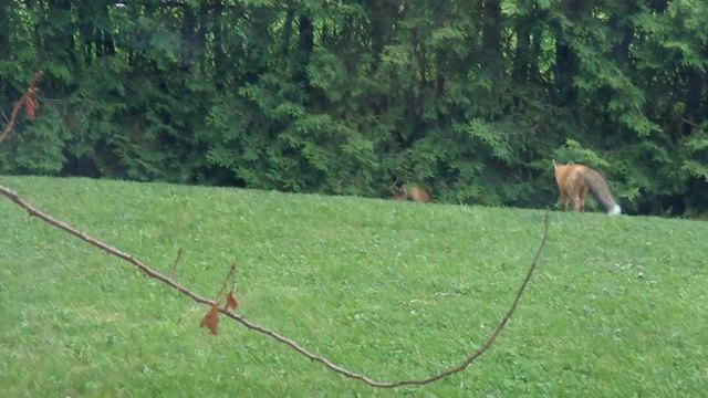 Fluffy foxes! First, there were two and then..... there were three! смотреть онлайн