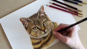 Рисунок кошки цветными карандашами.