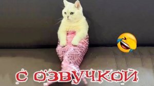 ПРИКОЛЫ С КОТАМИ! С ОЗВУЧКОЙ! Смешные коты!! Самые Смешные животные!