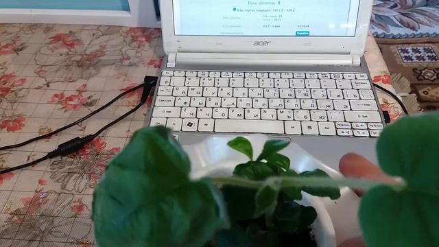 Киви выращенный с семечка смотреть онлайн
