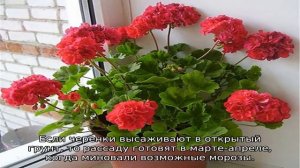 Пеларгония Lara Harmony