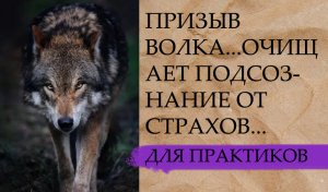 ПРИЗЫВ ВОЛКА. ОЧИЩАЕТ ПОДСОЗНАНИЕ ОТ СТРАХОВ.