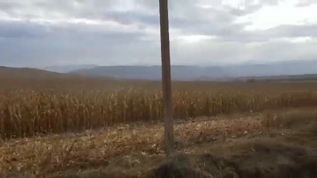 Палессе GS-1218 на уборке кукурузы с жатками Olimac Drago и Rostselmash  палессе 2020  .