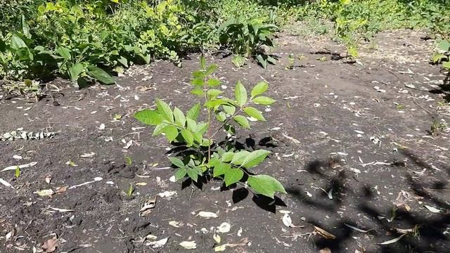 Медоносы для пчёл. Мысли вслух, на фоне Эводия "Даниэля" Медовое дерево. смотреть онлайн