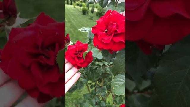 Зачем мне Монако? Роза Нина Вейбул ❤️ #garden #розы #roses #розывсаду #розарий смотреть онлайн