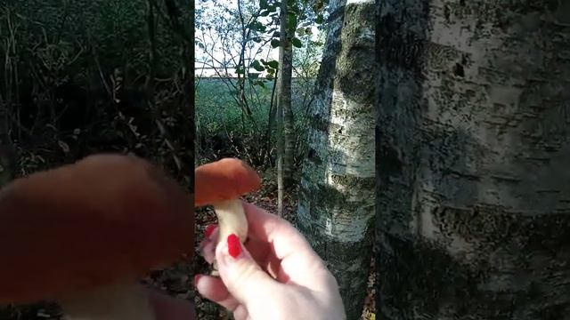 грибы, поздняя осень смотреть онлайн