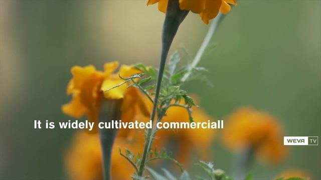 Tagetes Erecta : Beautiful Orange Flower