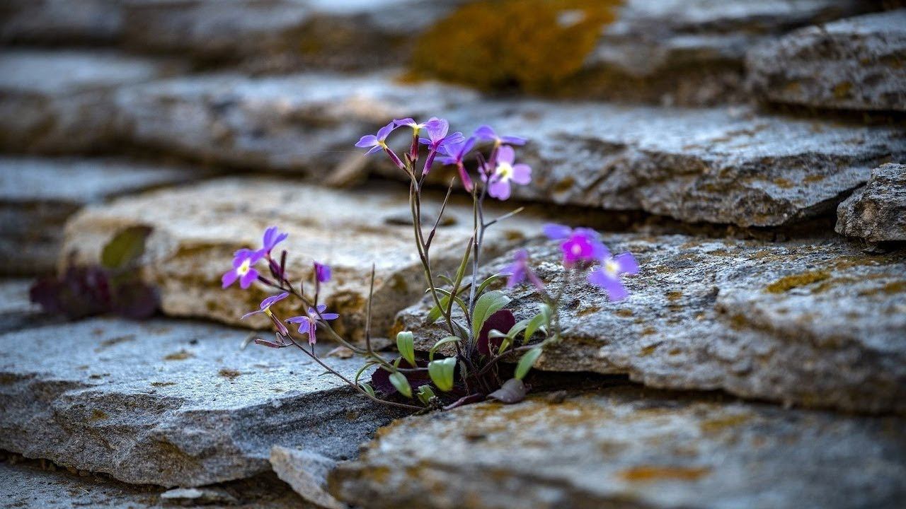 Целеустремленность и сМИРение смотреть онлайн