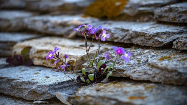 Целеустремленность и сМИРение
