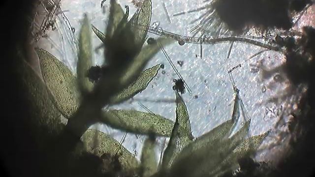 Java moss, up close смотреть онлайн