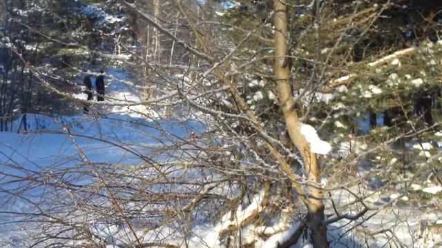 Ралли Золотые купала 2014 Ford Fiesta №21 прямая смотреть онлайн