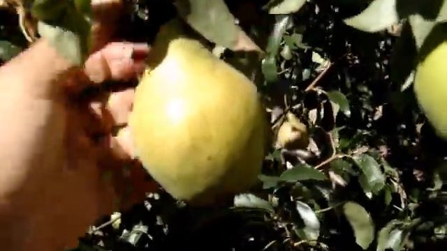 Груша Парижанка. смотреть онлайн