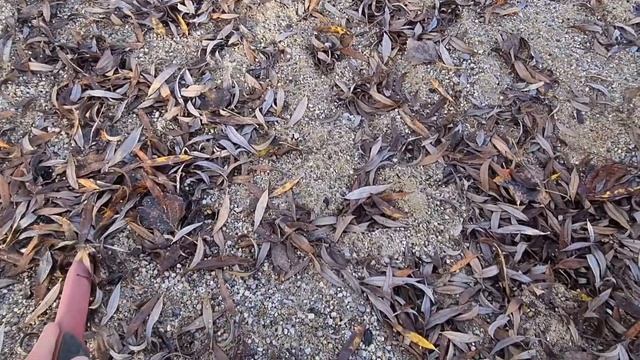 Quest Scuba Tector Pro Test