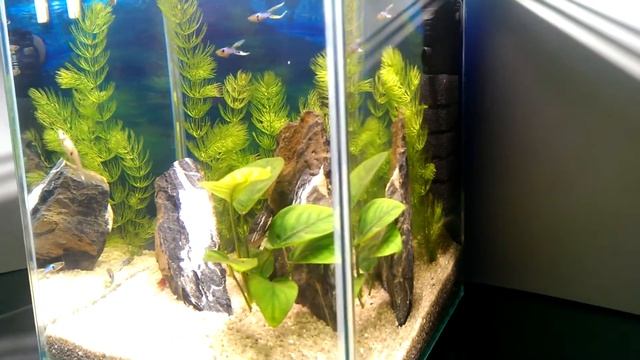 Оформление аквариума на 10литров смотреть онлайн