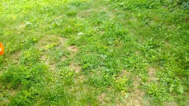 Дачное / Сбор красной смородины / ленточный полив смотреть онлайн