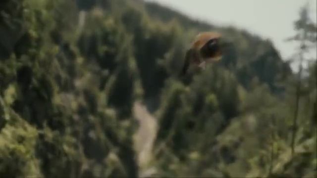 Спаривание матки с трутнями смотреть онлайн