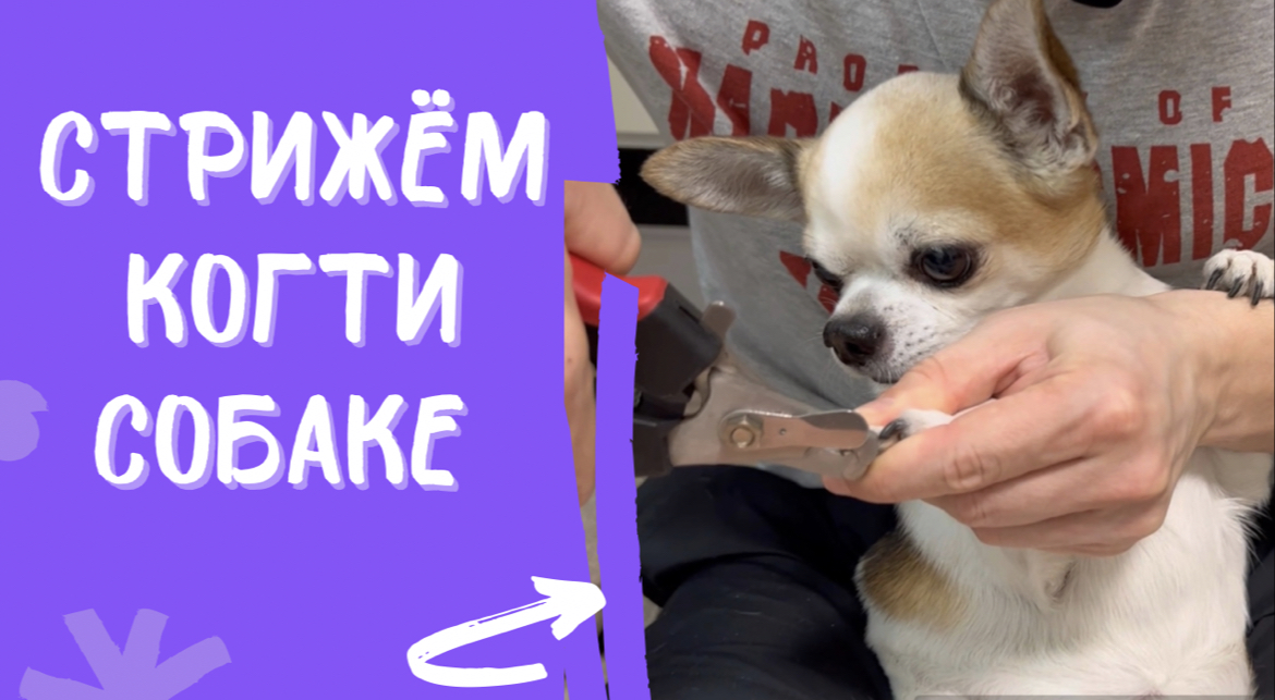Как подстричь когти собаке. Как часто стричь когти. смотреть онлайн
