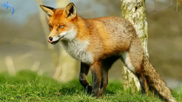 Лесные звери изучаем для Детей смотреть онлайн