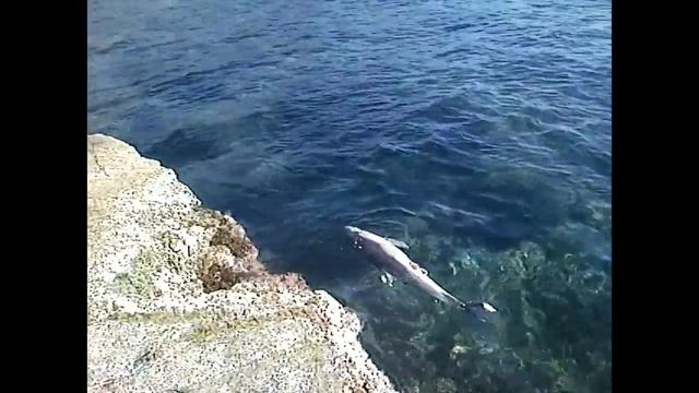 Delfin. Dolphin. Дельфін. Дельфин смотреть онлайн